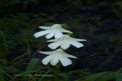Habenaria panchganiensis